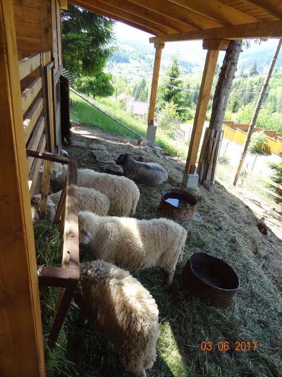 Alpenhof Pansion Hotel Slavske Luaran gambar